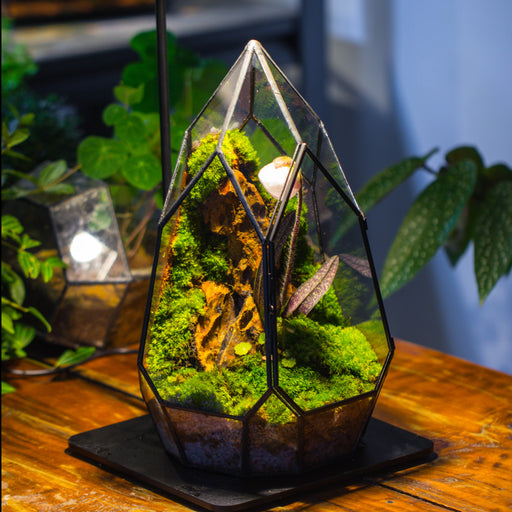 Glass Sphere Terrarium with cut Kit for planting Moss, carnivorous