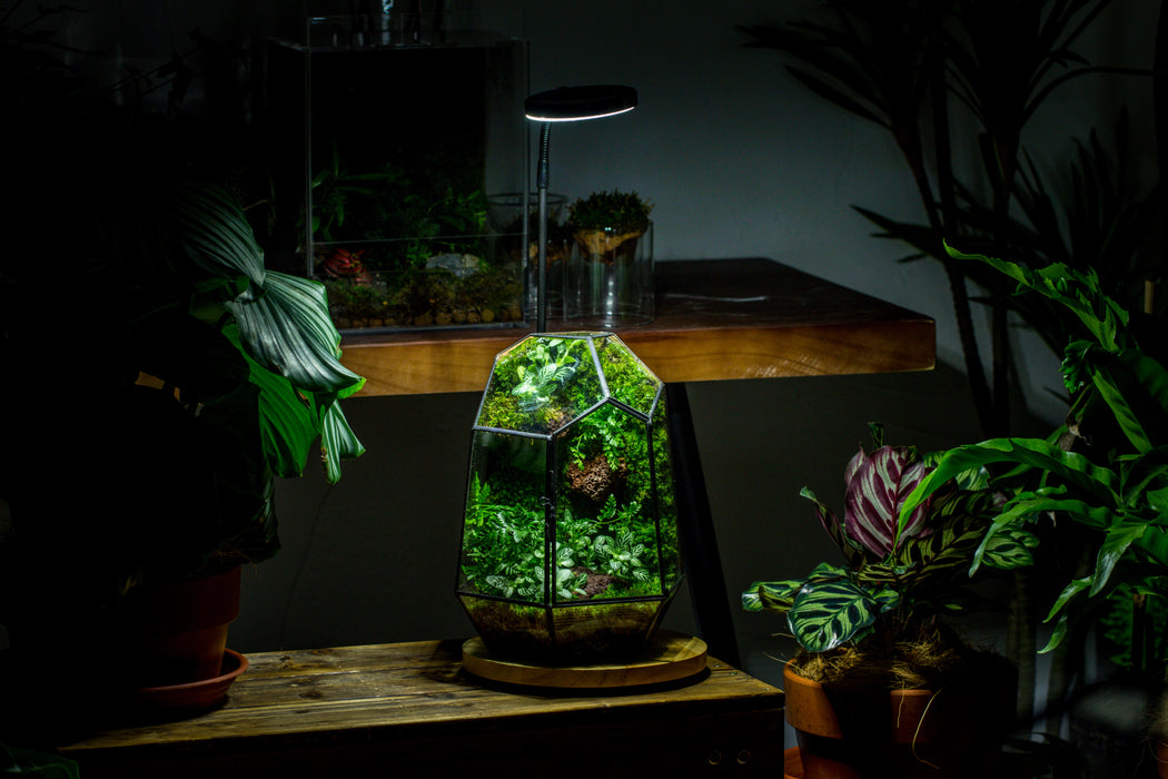 NCYP Close Geometric Glass with Door, Tin Sealed Irregular Tall Planter for moss Flower Pot NCYPgarden