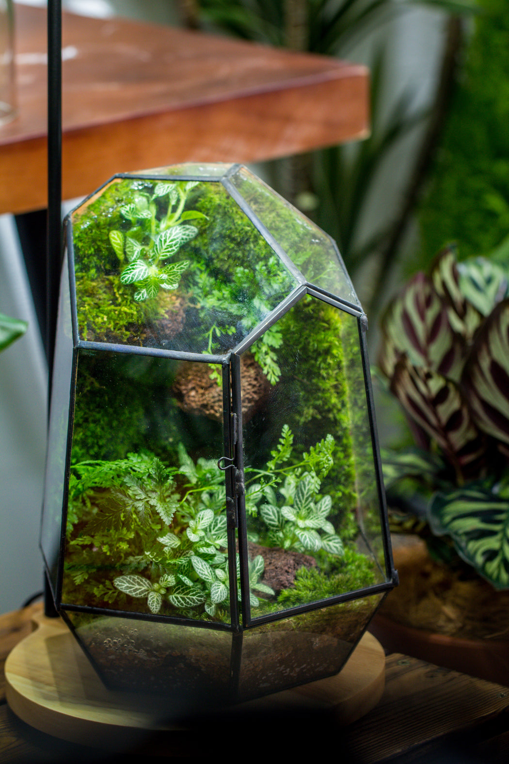 NCYP Close Geometric Glass with Door, Tin Sealed Irregular Tall Planter for moss Flower Pot NCYPgarden