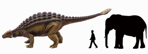 アンキロサウルス大きさ