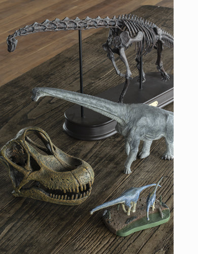 ブラキオサウルス骨格・頭骨