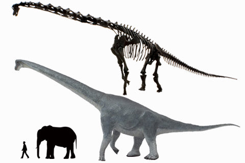 ブラキオサウルス大きさ