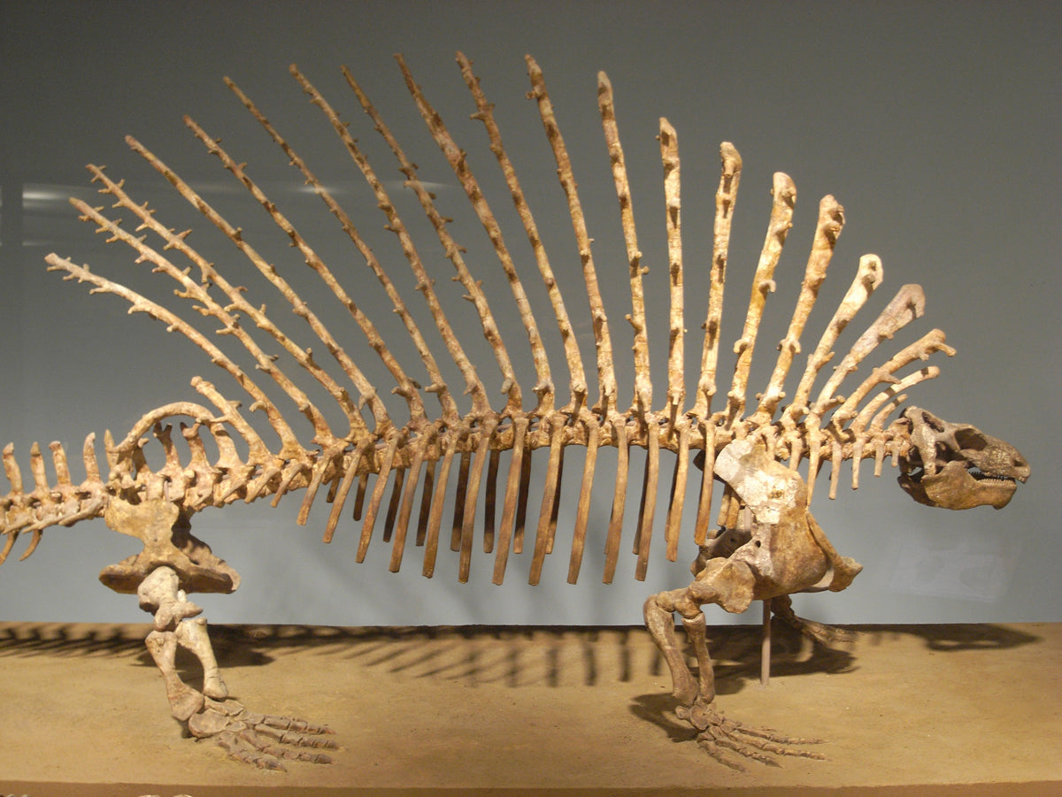 アメリカ・フィールド博物館のエダフォサウルス　2012年撮影