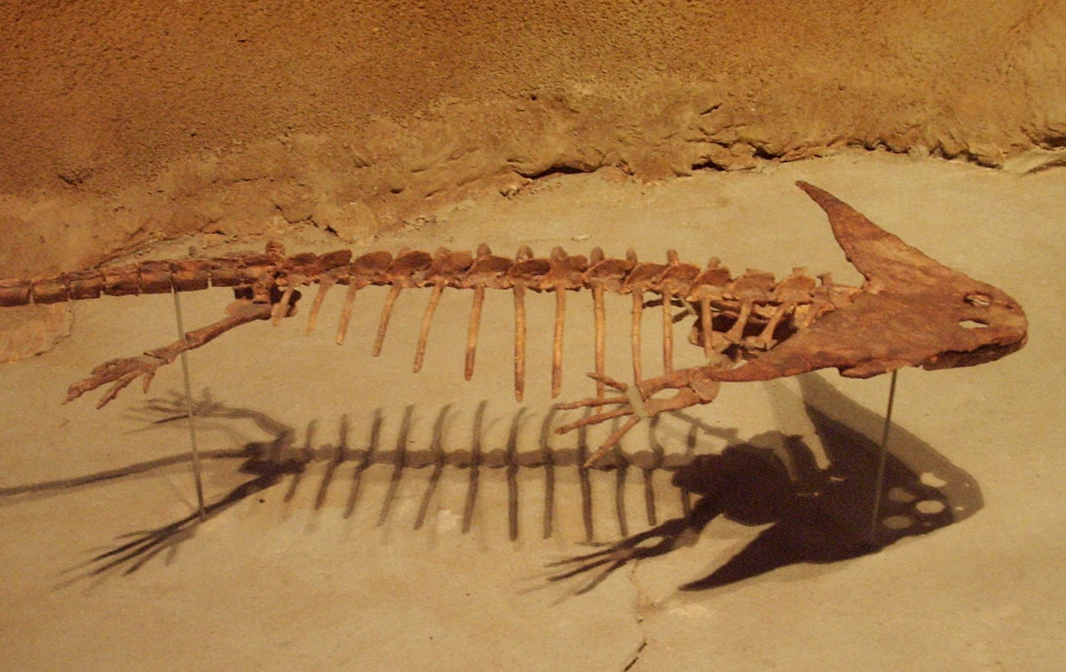 アメリカ・サムノーブル自然史博物館のディプロカウルス骨格展示　2007年撮影