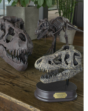 ティラノサウルス頭骨・骨格