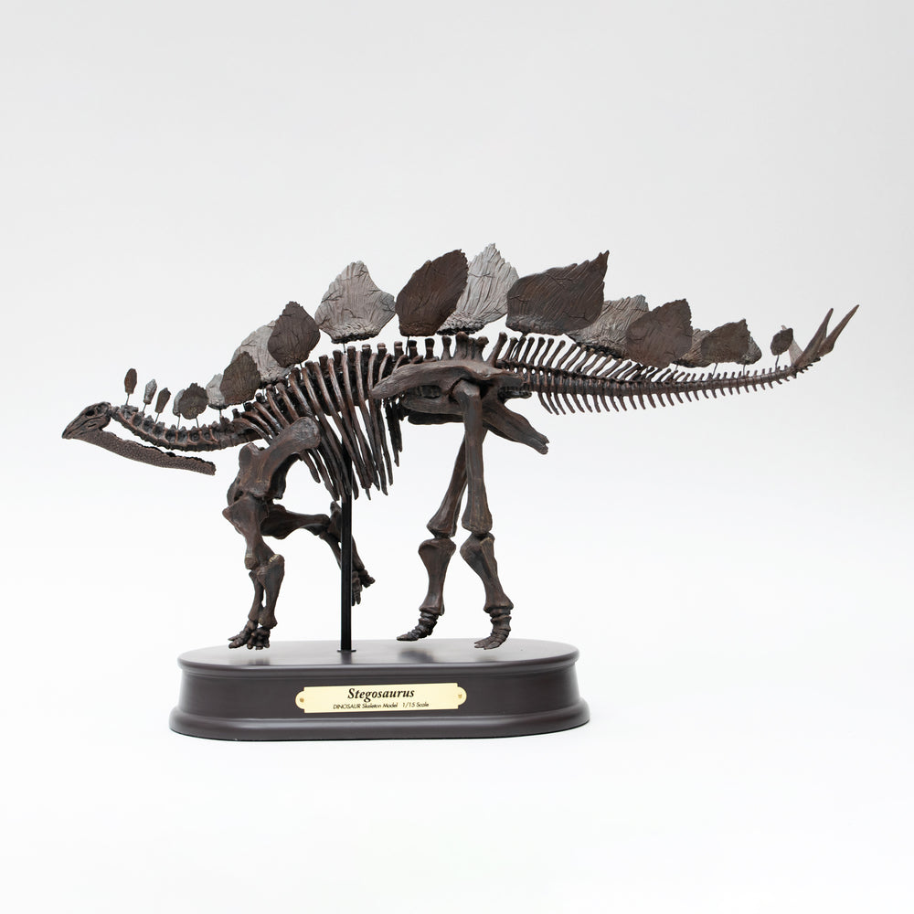 Favorite｜ステゴサウルス スケルトンモデル｜学術的な正確さと