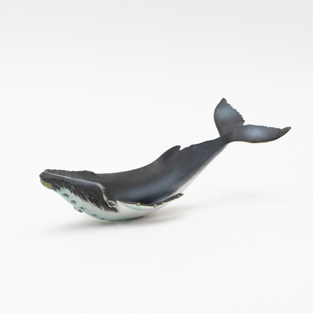 Favorite ザトウクジラ ソフトモデル 低価格ながら本格的な海洋生物フィギュア フェバリット ストア