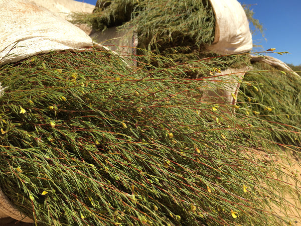 rooibos tea harvest - banner