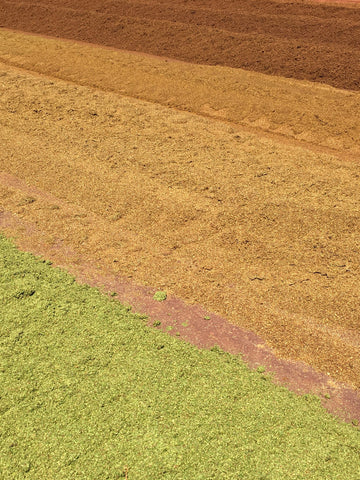 rooibos growing in south Africa - banner