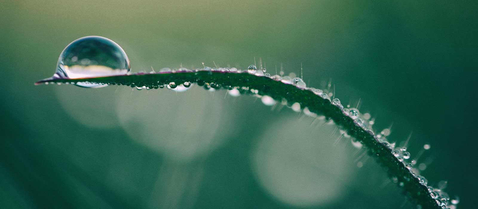 water drop on leaf - banner