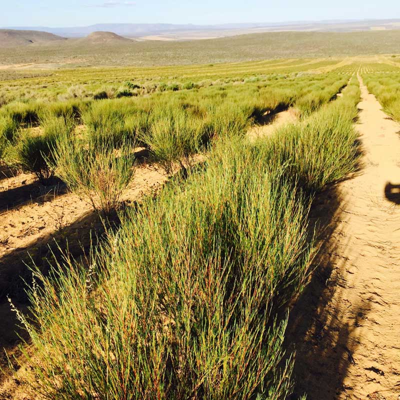 Rooibos Plant - split-right