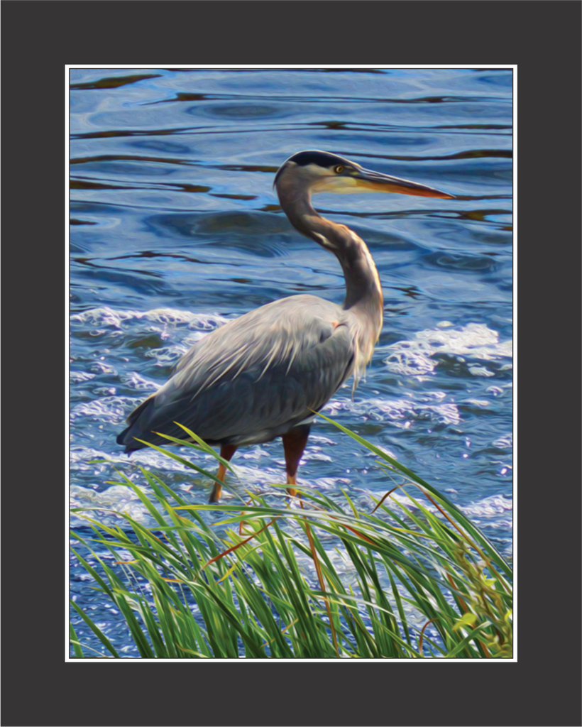 Grey Joy Blue Heron Wall Art Original Artwork And Photo Prints