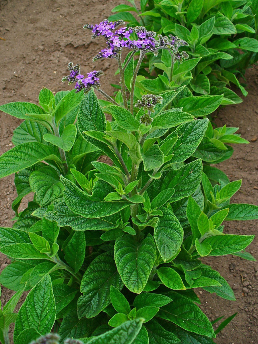 Heliotropium arborescens