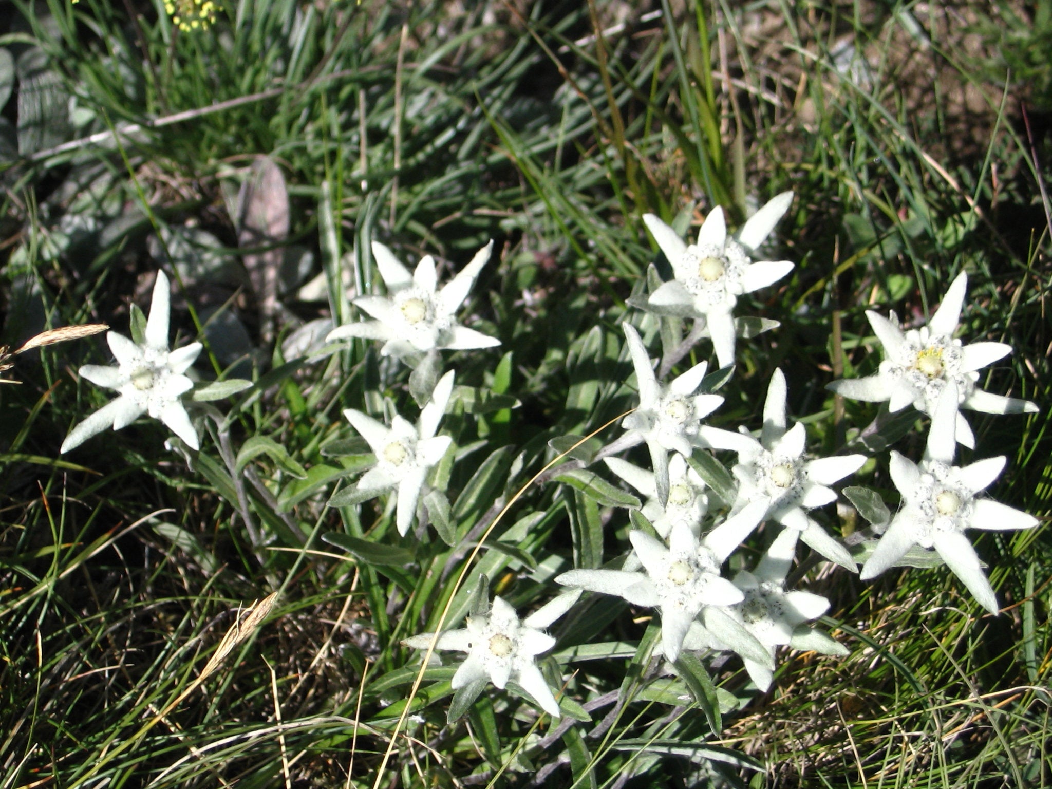 Leontopodium alpinum Арарат