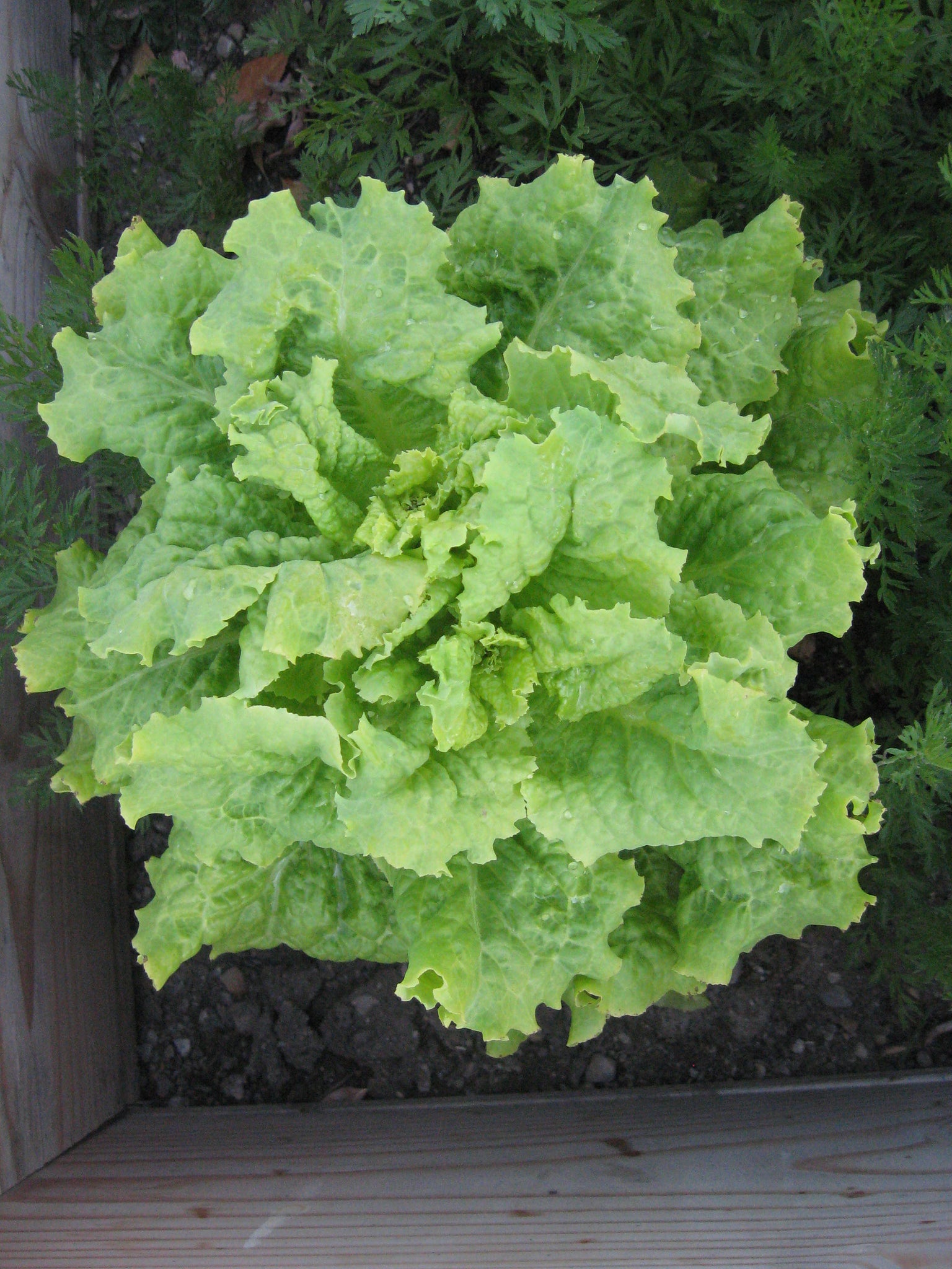 artisan mix lettuce