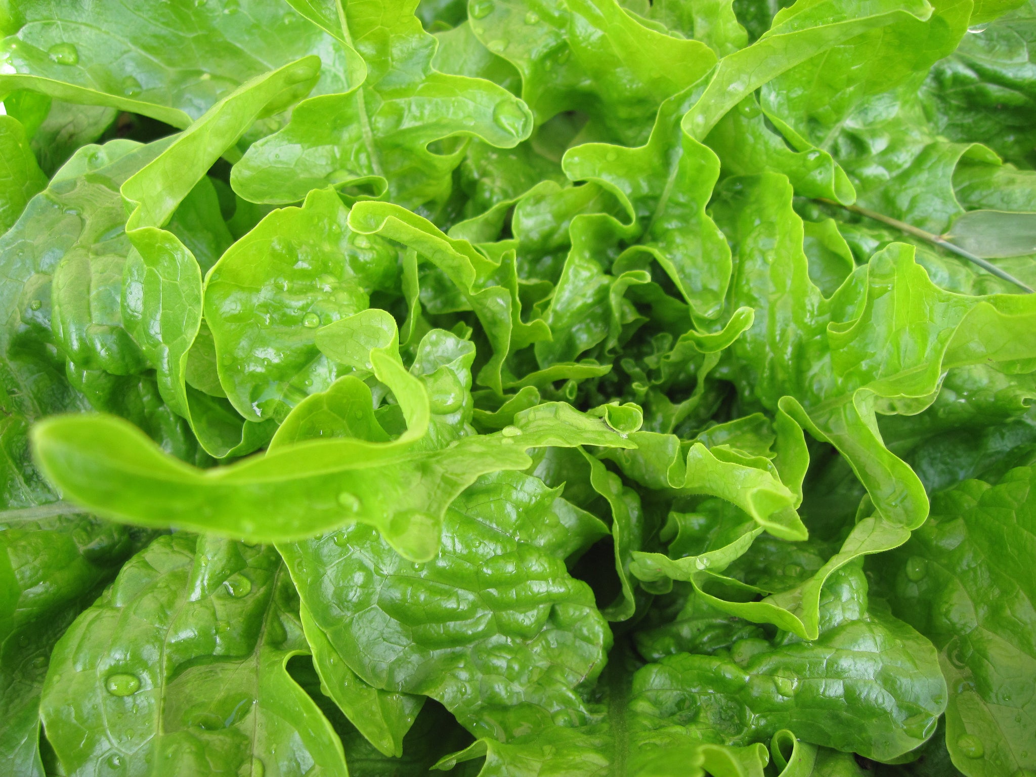 artisan mix lettuce