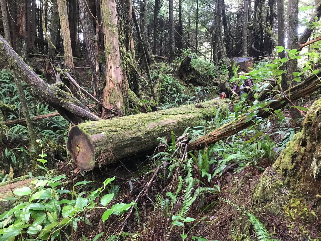 Salvaged log
