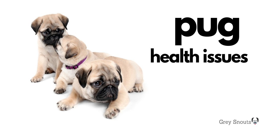 pug health issues