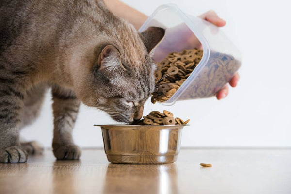 Feeding kitten