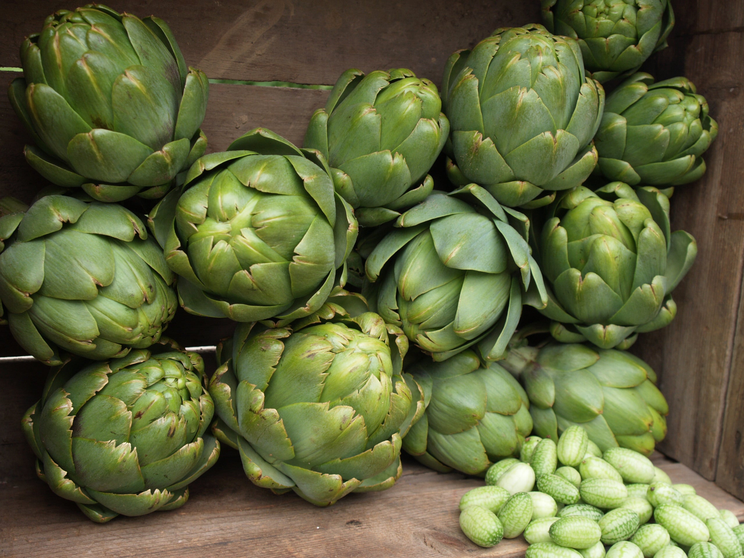 Artichoke William Dam Seeds