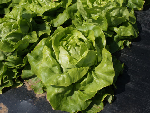 Sucrine Romaine Lettuce - The Plant Good Seed Company