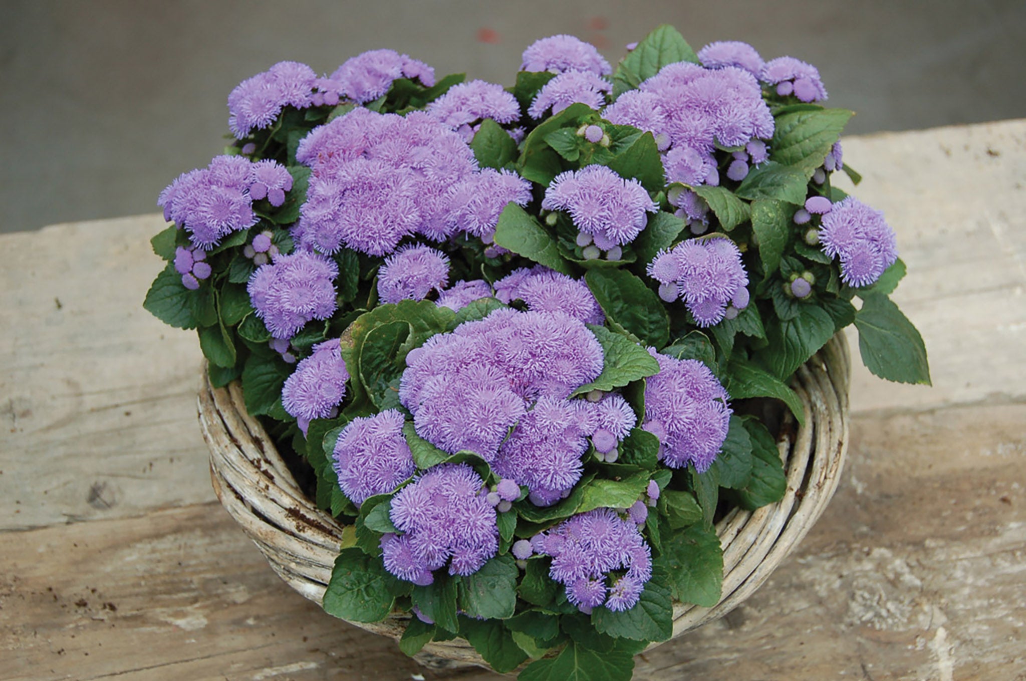 Агератум Хоустона (Ageratum houstonianum)