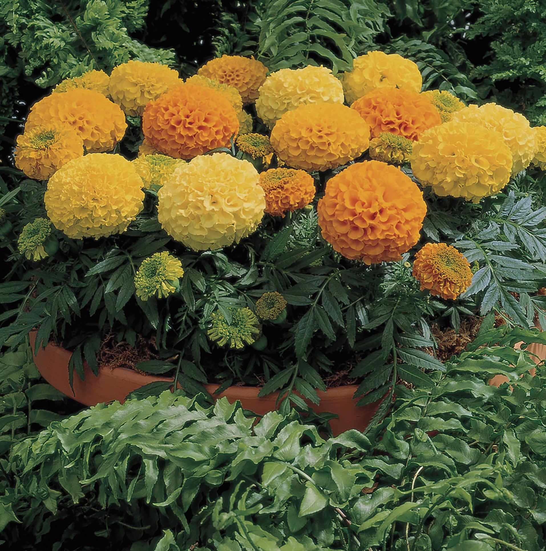 Marigold Edible Flowers