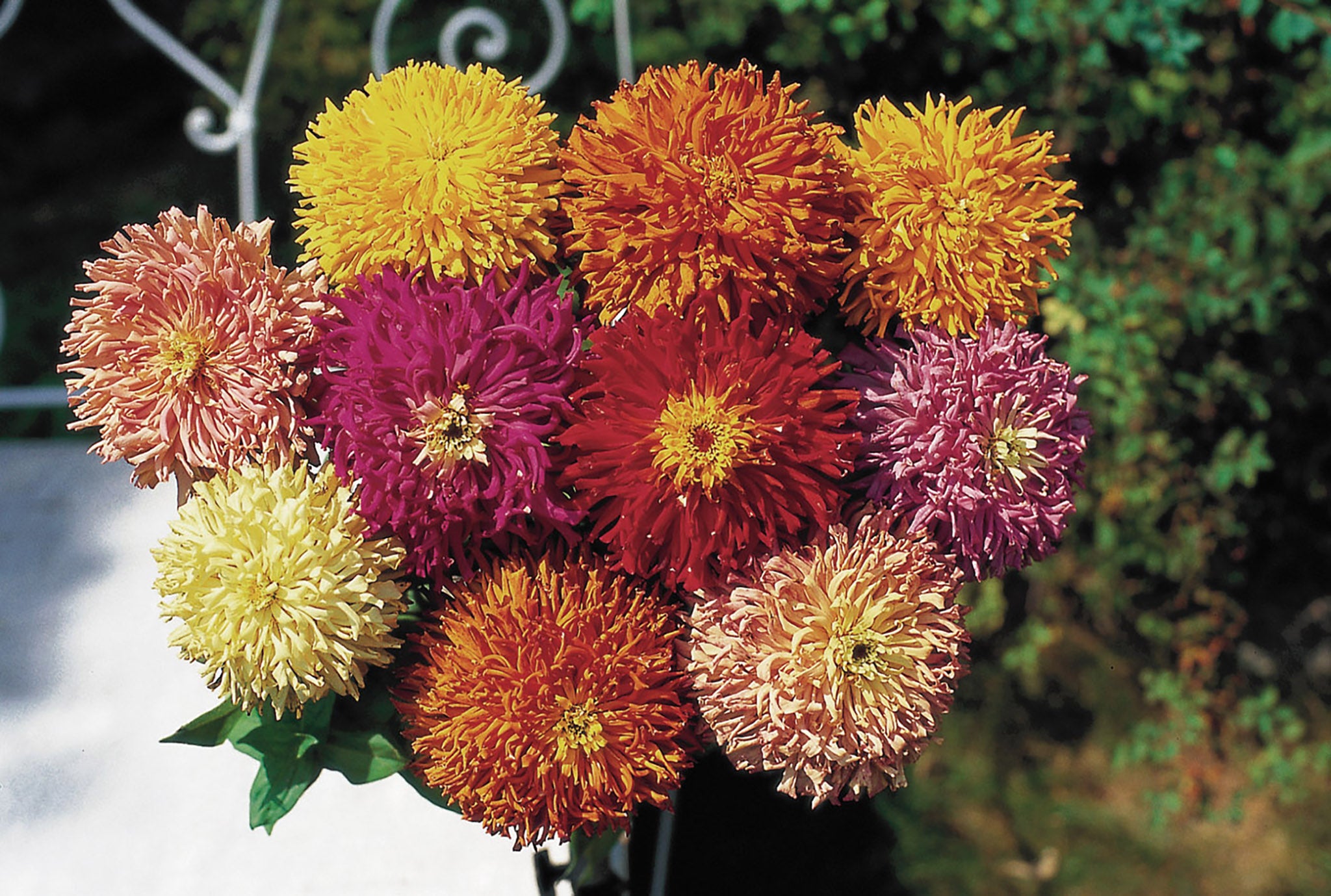 Zinnia, Cactus Flowered Mix – William Dam Seeds