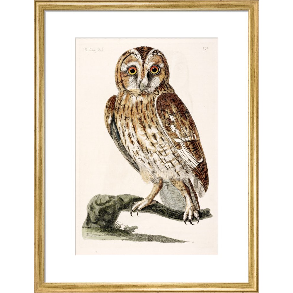 vintage owl art prints