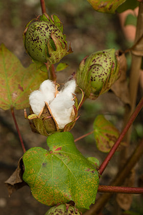 Cotton plant with seed capsule open