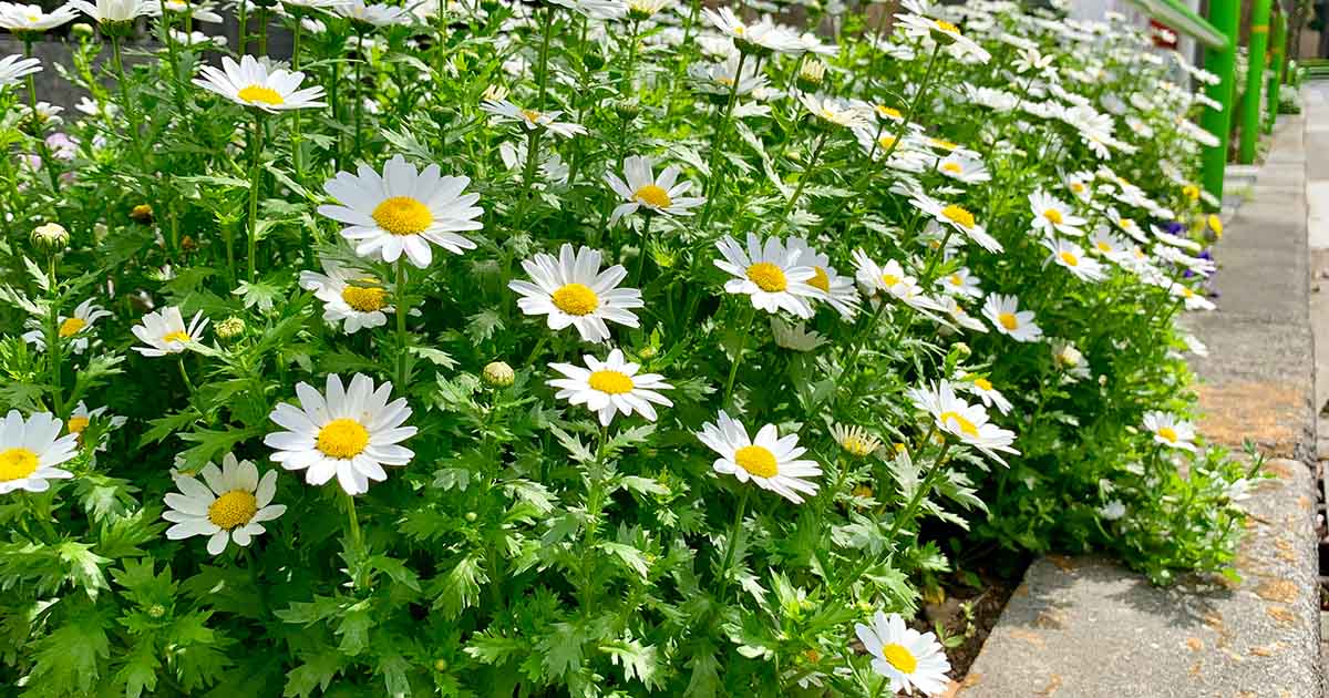 Feverfew Extract Uses and More — Laybio