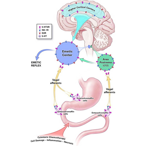 emesis emetic nausea and vomiting mechanism of action chemotherapy