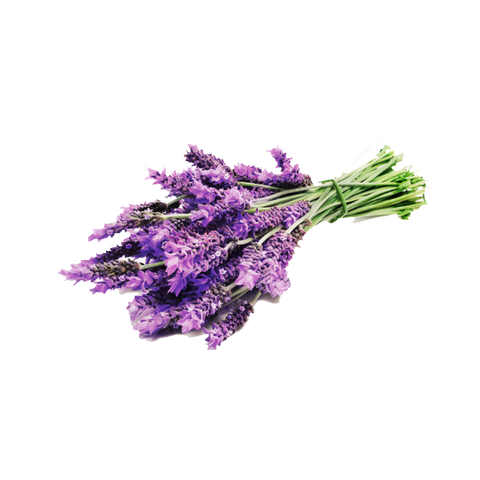 Lavender essential oils aromatherapy for nausea and vomiting