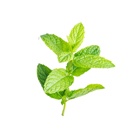 Peppermint essential oil aromatherapy for weight loss and dieting