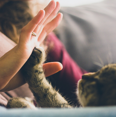 high five cat