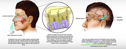 science of scent and inhalation therapy