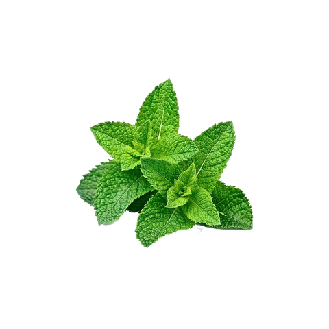 Spearmint essential oils aromatherapy for nausea and vomiting