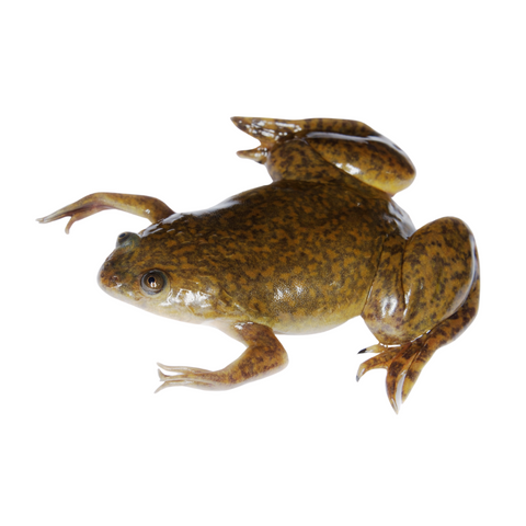 Xenopus Laevis african clawed frog 5-HT3 serotonin model organism oocytes