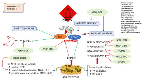 Essential oils and aromatherapy for weight loss and appetite suppression mechanism of action