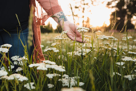 BBA's Organic Yarrow used for all natural artisan skin care concentrate Organic Boo Boo Balm for healing, dry skin and eczema.