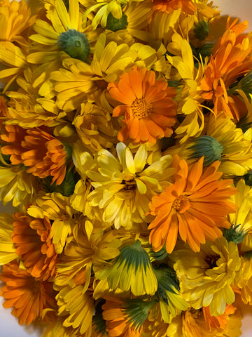 Organic Calendula grown on Botanical Bee Apothecary's family farm for use in their all natural artisan skincare concentrates