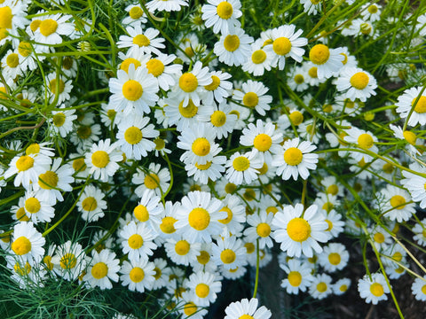 Organic Chamomile grown on BBA's family farm which they use in their all natural artisan skin care concentrates.