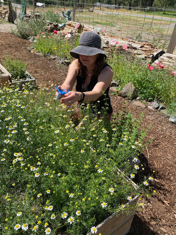 BBA founder harvesting Organic Chamomile on the family farm which they use in their all natural artisan skincare concentrates