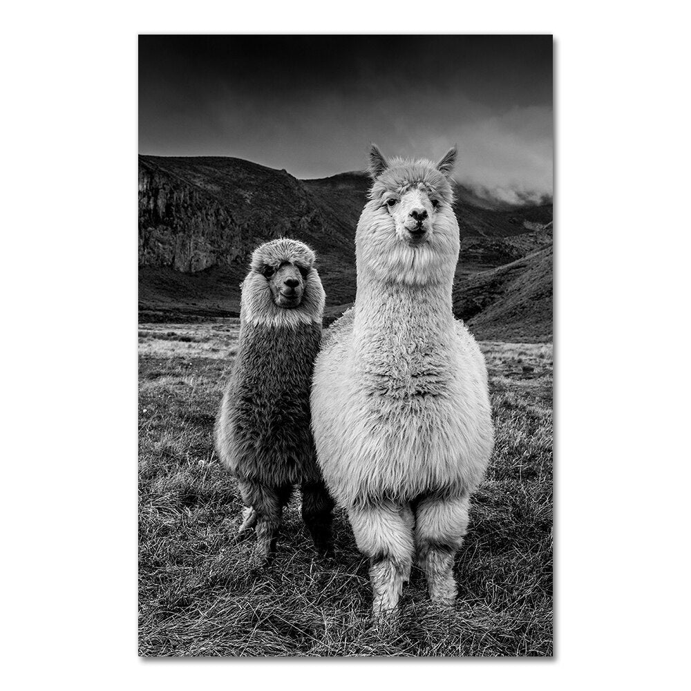 Cute Alpacas Black & White Animals Wall Art Fine Art Canvas Prints Pictures For Living Room Dining Room Kid's Bedroom Nursery Wall Art Decor