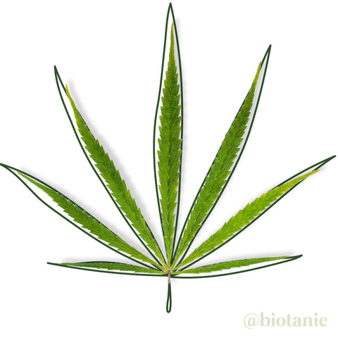 Cannabis sativa leaf