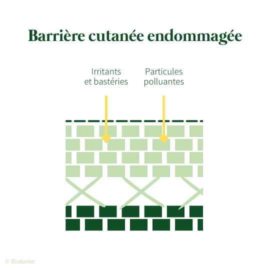 Schéma d'une barrière cutanée endommagée