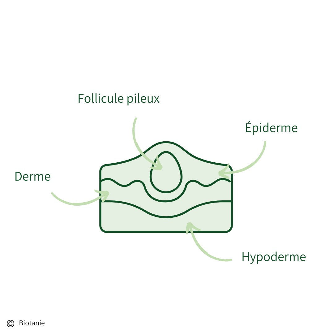 Schéma de la peau simplifié  par Biotanie