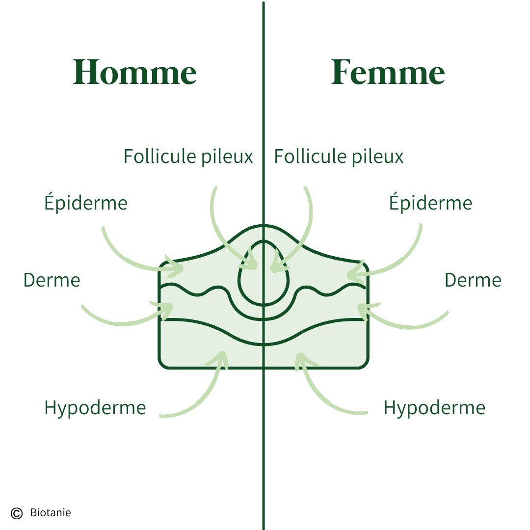Schéma de la peau simplifié par Biotanie, différence entre les hommes et les femmes