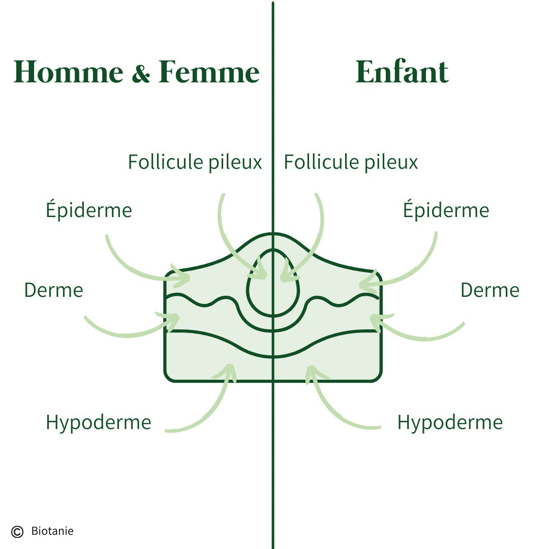 Schéma de la peau simplifié par Biotanie, différence peau adulte, peau enfant.