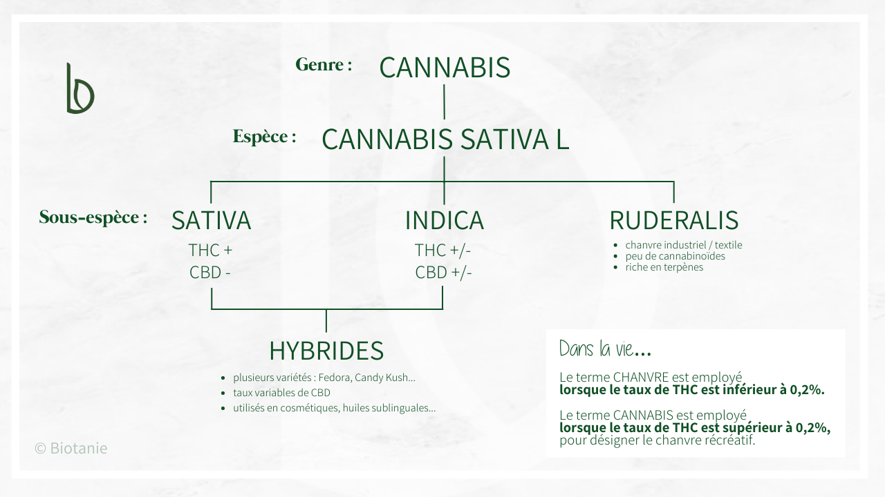 Schéma différence Cannabis et Chanvre 